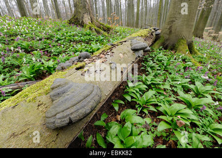 hoof fungus, tinder bracket (Fomes fomentarius), at a fallen tree in a common beech forest in spring, Germany, Thueringen, Hainich National Park Stock Photo