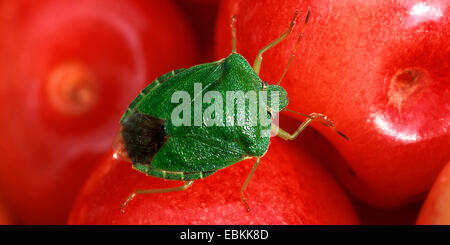 green shield bug, common green shield bug (Palomena prasina), sitting on picked cherries, Germany Stock Photo