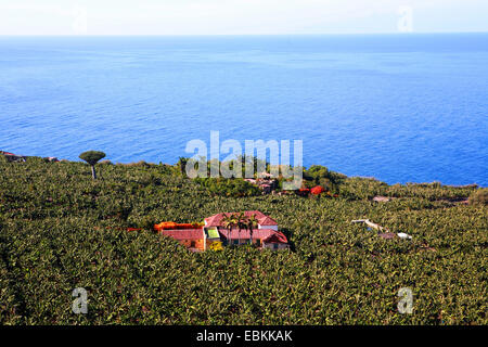 finca in a banana plantation, Canary Islands, Tenerife, Los Realejos Stock Photo