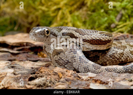 Grey Rat Snake (Elaphe obsoleta spiloides, Pantherophis obsoletus spiloides), portrait Stock Photo