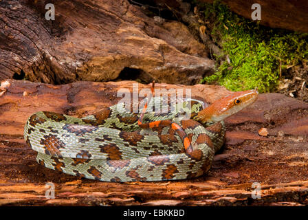 Flower Snake, Moellendorff's Rat Snake (Orthriophis moellendorffi), rolled-up Stock Photo