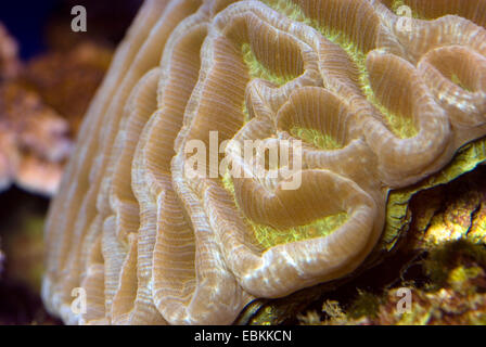 Brain Coral (Platygyra spec.), close-up view Stock Photo