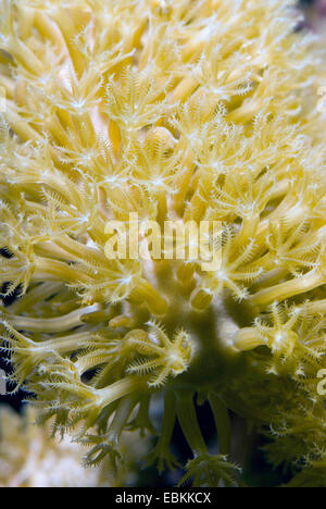 Gorgonian coral (Plexaura spec.), macro shot Stock Photo