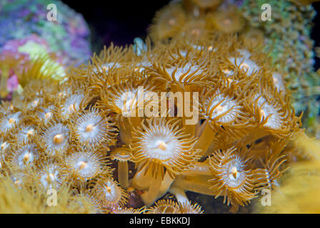 Sea Mat (Protopalythoa spec.), colony Stock Photo