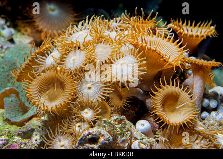 Sea Mat (Protopalythoa spec.), colony Stock Photo