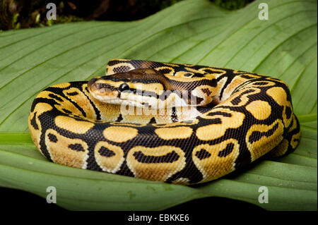 ball python, royal python (Python regius), breed Bell's Ghost Stock Photo