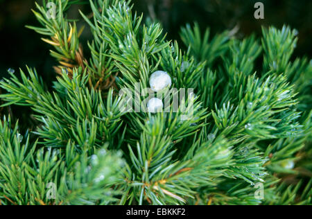 Blue Pacific juniper (Juniperus conferta), leaves and female cones Stock Photo