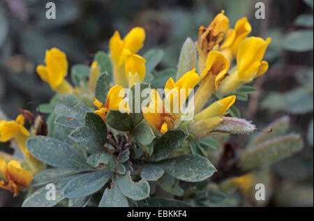 Tri-flowered broom (Chamaecytisus triflorus, Cytisus triflorus), blooming Stock Photo