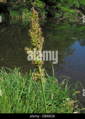 greater tussock-sedge (Carex paniculata), inflorescences, Germany, North Rhine-Westphalia Stock Photo