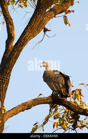 Oriental white-backed vulture (Gyps bengalensis), sitting on a branch, India, Madhya Pradesh Stock Photo