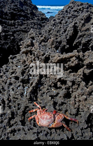 crab at Turtle beach, Mozambique Stock Photo