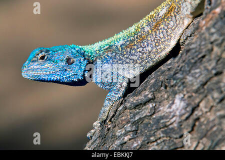 blue-headed tree agama (Acanthocerus atricollis), portrait, South Africa Stock Photo