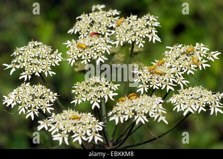 sulphur beetle (Cteniopus flavus), many Sulphur beetles on umbellifer flower, Germany Stock Photo