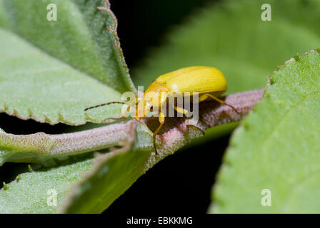 Sulphur beetle (Cteniopus flavus), on a leaf, Germany Stock Photo