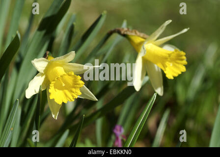 common daffodil (Narcissus pseudonarcissus), flowers, Germany Stock Photo