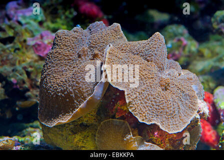 Mushroom Anemone (Rhodactis spec.), side view Stock Photo