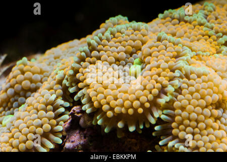 Florida false coral, Ricordia Mushroom Polyps (Ricordea florida), close-up view Stock Photo