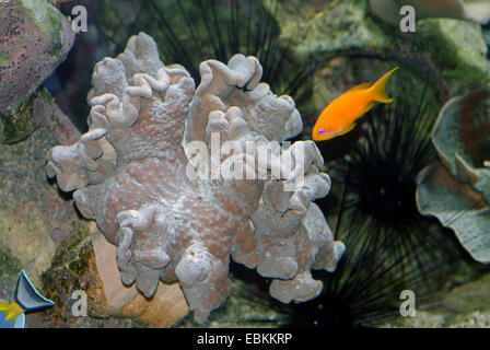 Leather Coral (Sarcophyton spec.), high angle view with fish and sea urchin Stock Photo