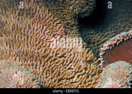 Haddon's anemone, Saddle anemone, Carpet anemone (Stichodactyla haddoni), close-up view Stock Photo