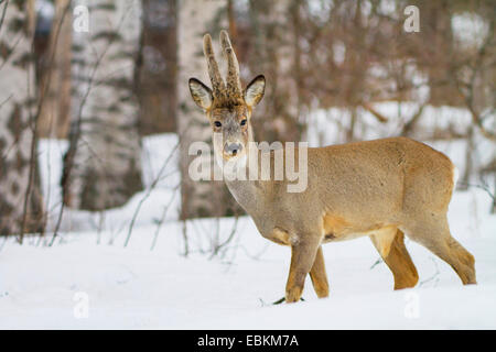 roe deer (Capreolus capreolus), in snow in winter forest, Sweden, Hamra National Park Stock Photo