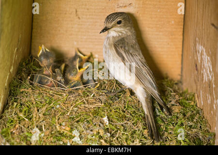 spotted flycatcher (Muscicapa striata), feeding the begging fledglings in the nest, Germany, North Rhine-Westphalia Stock Photo