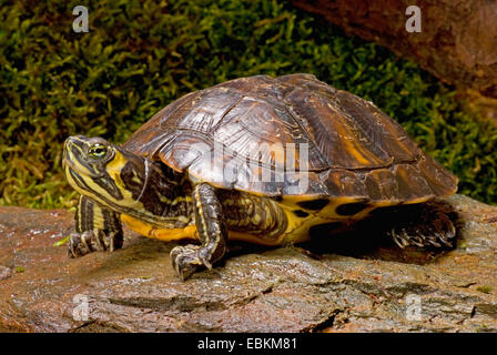 North American Yellow-bellied Turtle (Trachemys scripta scripta). Rear ...