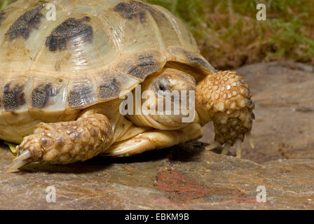 Horsfield's tortoise, four-toed tortoise, Central Asian tortoise (Agrionemys horsfieldi, Testudo horsfieldii), lying on a rock