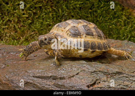 Horsfield's tortoise, four-toed tortoise, Central Asian tortoise (Agrionemys horsfieldi, Testudo horsfieldii), walking over a wet stone