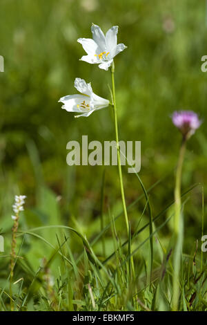 St. Bruno's Lily (Paradisea liliastrum, Paradisia liliastrum), blooming, Switzerland Stock Photo