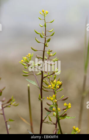 marsh yellow-cress (Rorippa palustris), blooming, Germany Stock Photo