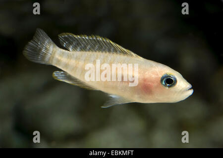 Multistriped Tanganjika Shell Cichlid (Neolamprologus multifasciatus), swimming Stock Photo