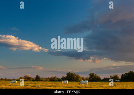 Horses on a grassland, Camargue, France Stock Photo