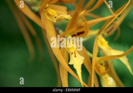 Brassada (Brassada Orange Delight), cultivar Orange Delight, blooming Stock Photo