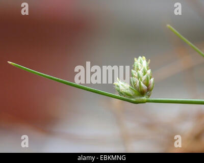 bristle club-rush (Isolepis setacea), blooming sprout, Germany Stock Photo