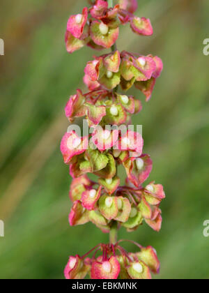 Curled dock, curly dock, yellow dock (Rumex crispus), infructescence, Germany Stock Photo