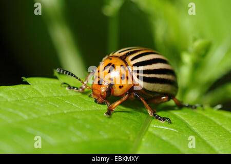 Colorado potato beetle, Colorado beetle, potato beetle (Leptinotarsa decemlineata), sitting on a leaf, Germany Stock Photo