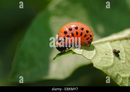 Colorado potato beetle, Colorado beetle, potato beetle (Leptinotarsa decemlineata), larva sitting on a leaf, Germany Stock Photo