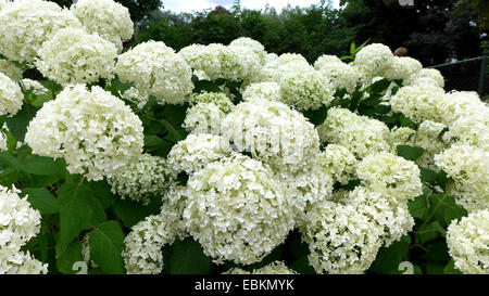 Garden hydrangea, Lace cap hydrangea (Hydrangea macrophylla), with white flowers Stock Photo