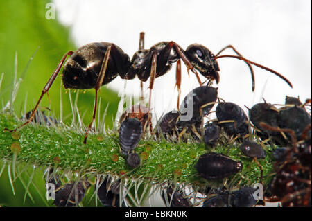 ants (Formicidae), ant melking aphids, Germany, North Rhine-Westphalia Stock Photo