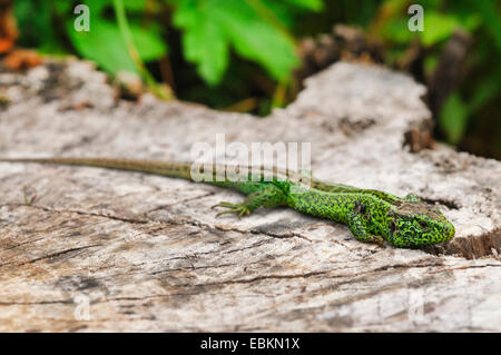 sand lizard (Lacerta agilis), male sunbathing on a tree snag, Germany Stock Photo