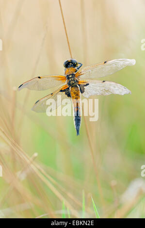 four-spotted libellula, four-spotted chaser, four spot (Libellula quadrimaculata), male, Germany Stock Photo