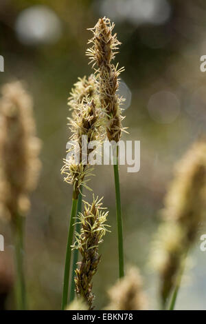 fibrous tussock-sedge (Carex appropinquata), inflorescences, Germany Stock Photo