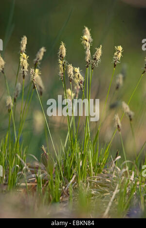 Soft-leaved sedge, Mountain sedge (Carex montana), blooming, Germany Stock Photo