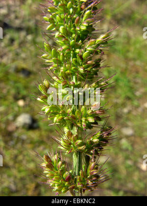 Bristly foxtail, Hooked bristlegrass (Setaria verticillata), inflorescence, detail, Germany Stock Photo