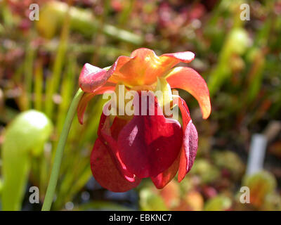 Sweet Pitcher Plant (Sarracenia rubra), flower Stock Photo