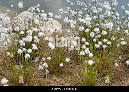 tussock cotton-grass, hare's-tail cottongrass (Eriophorum vaginatum), fruiting, Germany Stock Photo