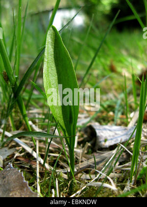 Adders-tongue fern, English adder's tongue, Southern adderstongue (Ophioglossum vulgatum), mith spore-bearing spike, Germany, North Rhine-Westphalia Stock Photo