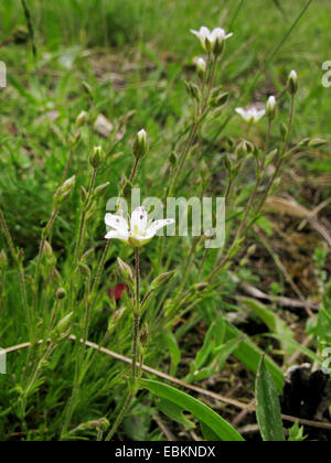 Spring Sandwort spring sandwort (Minuartia hercynica, Minuartia verna ssp. hercynica ...