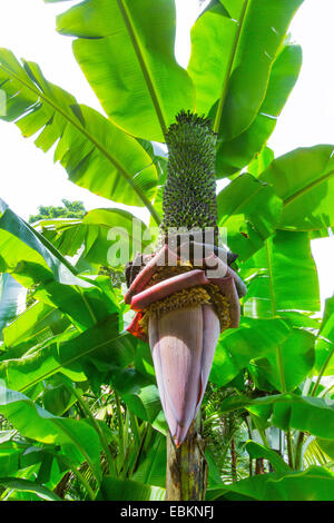 common banana (Musa paradisiaca var. sapientum), inflorescence, Singapore Stock Photo