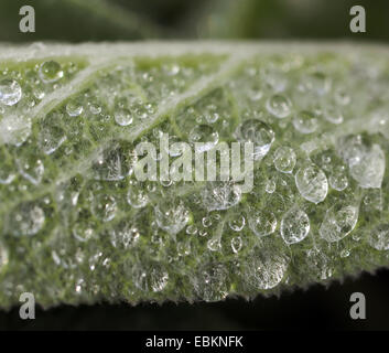 Macro image of rain drops of the leaf of Stachys byzantina  (Lamb's Ear) Stock Photo